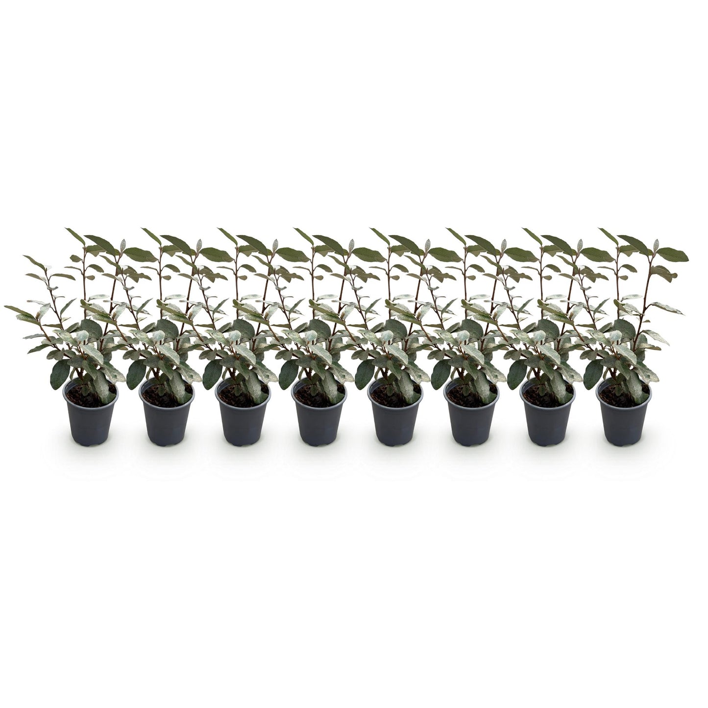 GreenboutiQ - Heckenpflanzen - Eleagnus ebbingei Compacta - Blatt Grau - 8 Pflanzen - 1 Laufende Meter - Immergrün - Topf 9cm Höhe 30-35cm