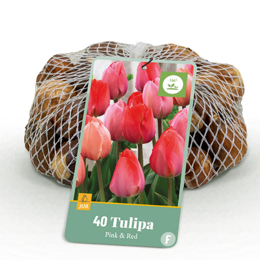 GreenboutiQ - Blumenzwiebeln - Tulpe Pink und Red - Farbe Rosa und Rot - 40 Stück - Zwiebelgröße 10/12