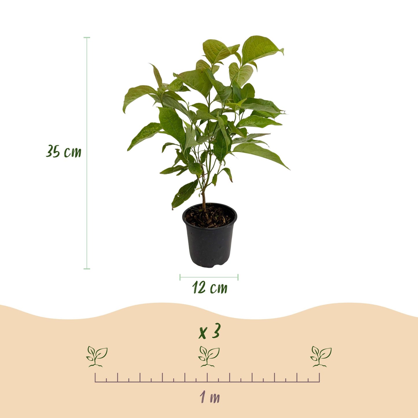 GreenboutiQ - Gartenpflanze - Cornus mas - Blüte Gelb - 1 Pflanze - Laubabwerfend - Pflegeleicht - Topf 12cm Höhe 35cm