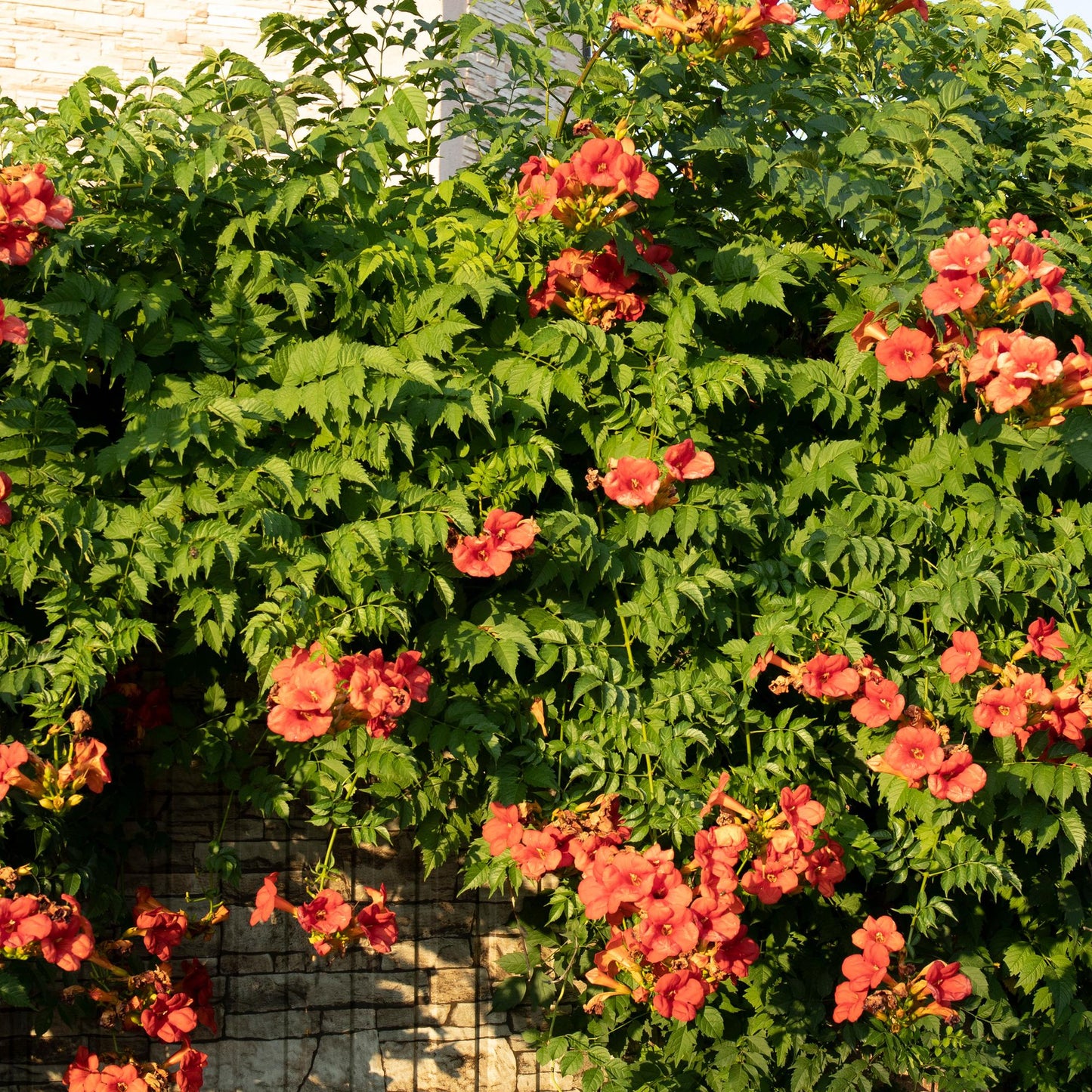 GreenboutiQ - Trompetblume - Campsis radicans Madame Galen - Blüte Orange - Wenig Pflege - 2 Pflanzen - Topf 11cm Höhe 40cm