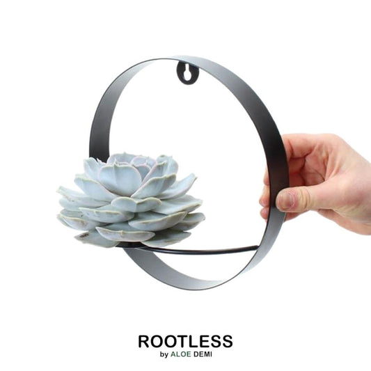 ROOTLESS Succulent Echeveria Lilacina auf Wanddeko Ring schwarz Ø20 cm - ↕20 cm