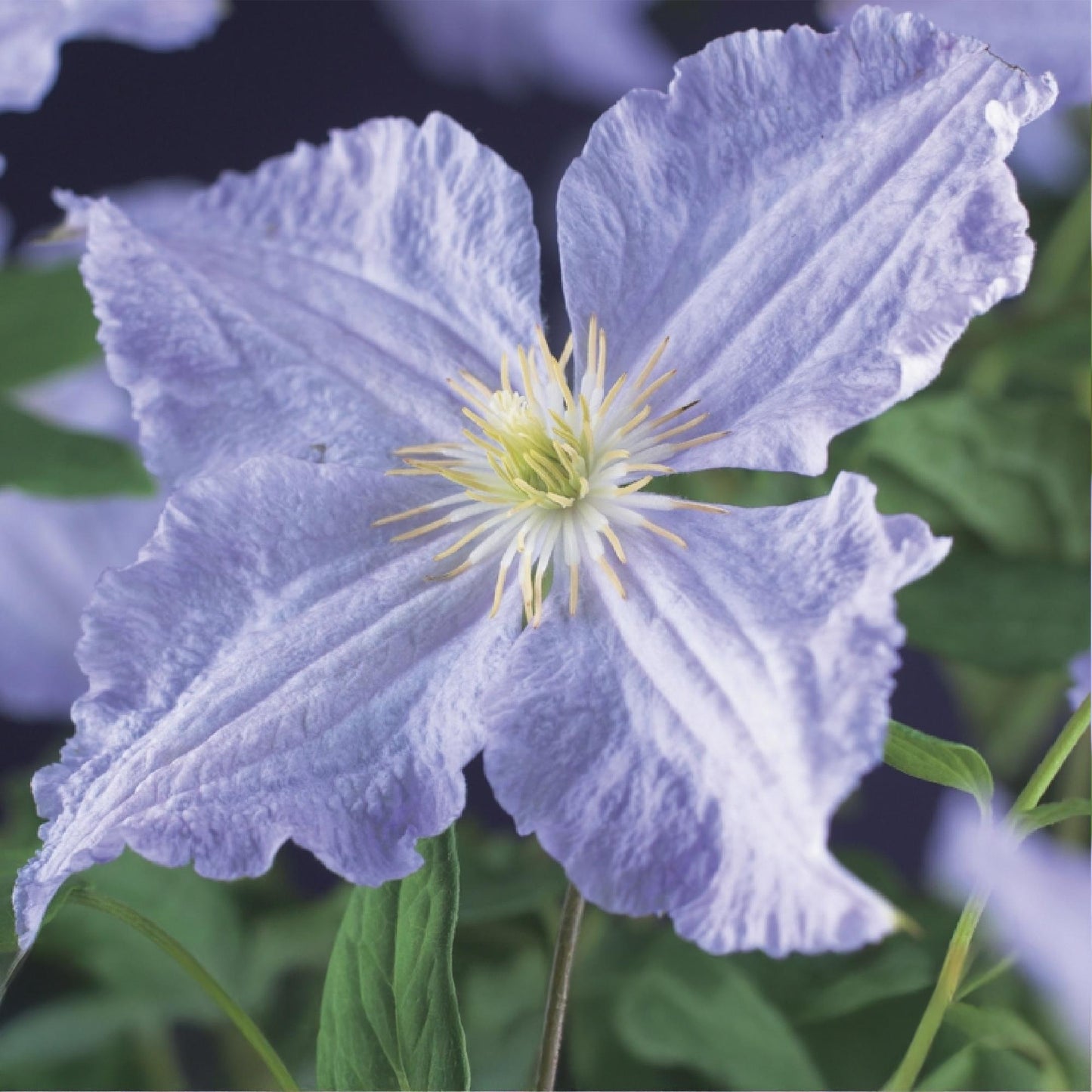GreenboutiQ - Kletterpflanze - Clematis Blue Angel - Blüte Licht Blau - Wenig Pflege - 2 Pflanzen - Topf 11cm Höhe 40cm