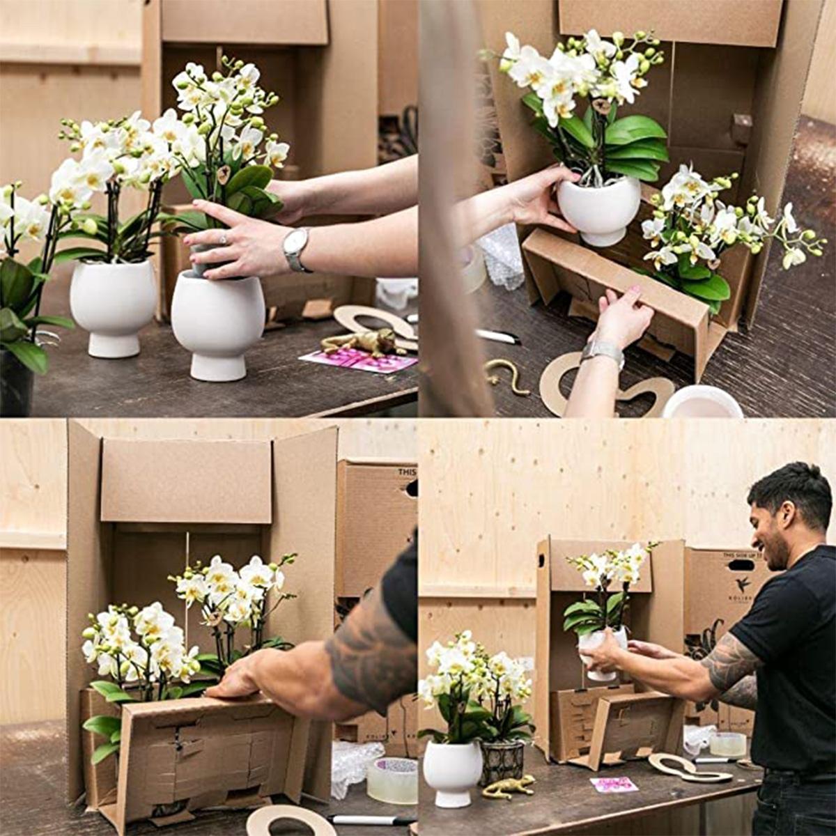 Kolibri Orchids | Weiße Phalaenopsis-Orchidee - Lausanne - Topfgröße Ø9cm | Blühende Zimmerpflanze - frisch vom Züchter