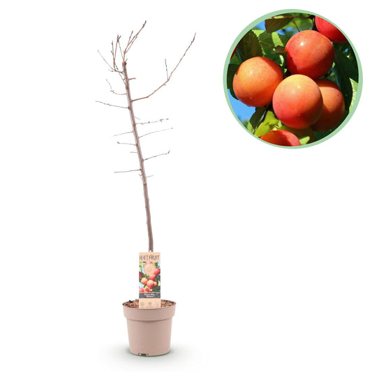 GreenboutiQ - Obstpflanze - Pflaumenbaum - Prunus domestica Victoria - Rote Pflaume - Topf 21cm Höhe 90cm