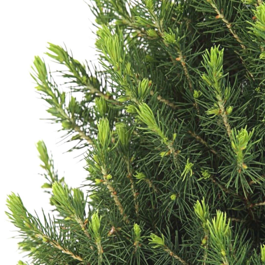 Kleine Weihnachtsbaum in Xmas Bag rot - 70 cm - Picea Glauca Conica - Standalone