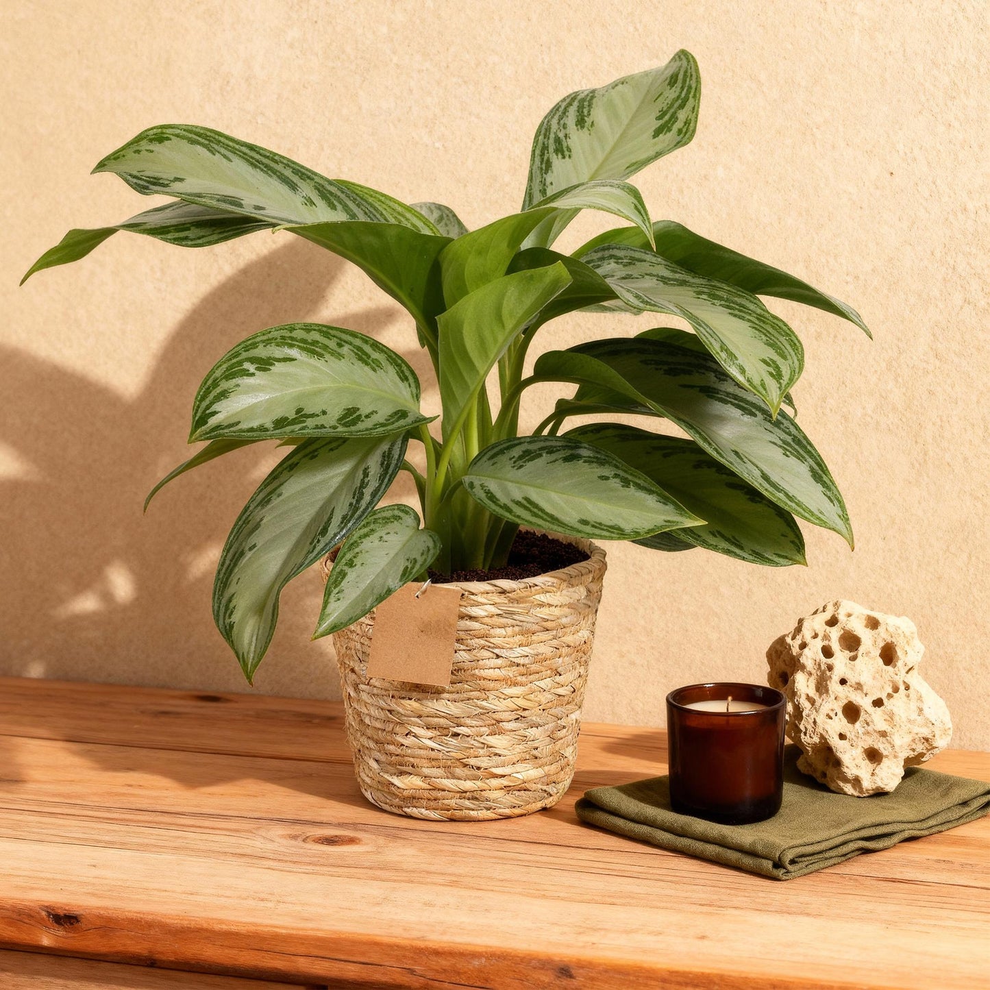 Green boutiQ - Zimmerpflanzen - Aglaonema Silver Bay - Silberblatt - Wenig Pflege - mit Korb - Silber - 2 Pflanzen - Topf 17cm - Höhe 70-75cm