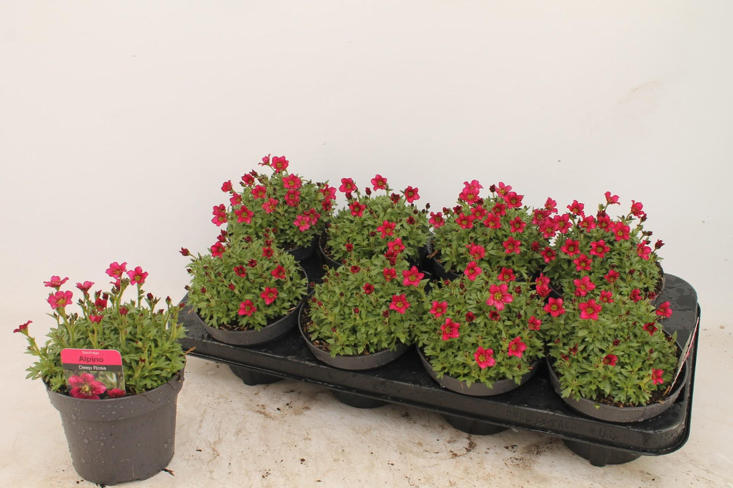 Saxifraga (Arendsii Grp) Alpino Rose