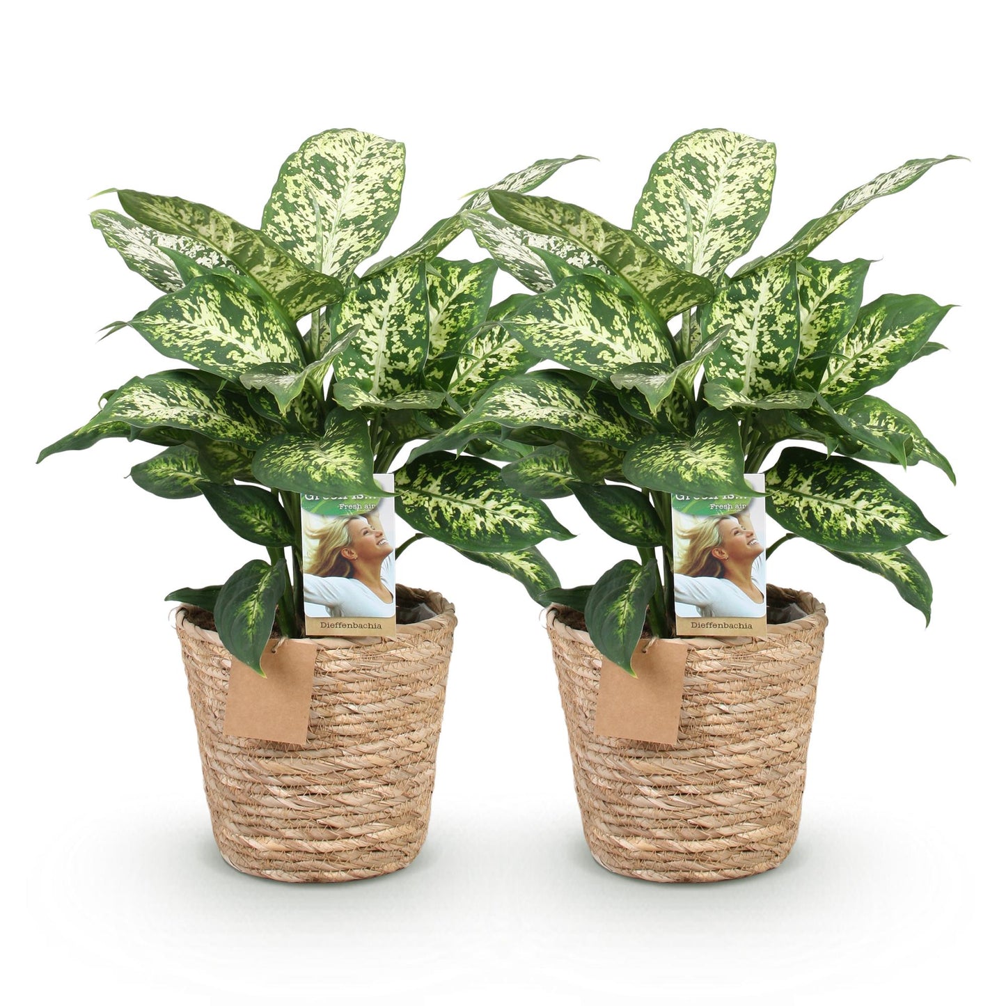 Green boutiQ - Zimmerpflanzen - Diefenbachia Compacta - Dieffenbachia - Wenig Pflege - mit Korb - Bunt - 2 Pflanzen - Topf 17cm - Höhe 45-50cm