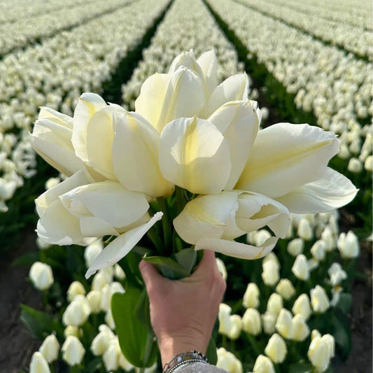 Flowerbulbs Amsterdam - Purissima - 15 Blumenzwiebeln - Gr��e 12+