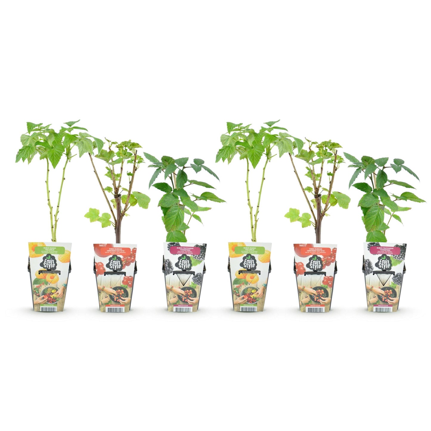 GreenboutiQ - Obstpflanzen - Tricolour - Rote Johannisbeere - Gelbe Himbeere - Schwarze Brombeere - Winterhart - 6 Pflanzen - Topf 9cm