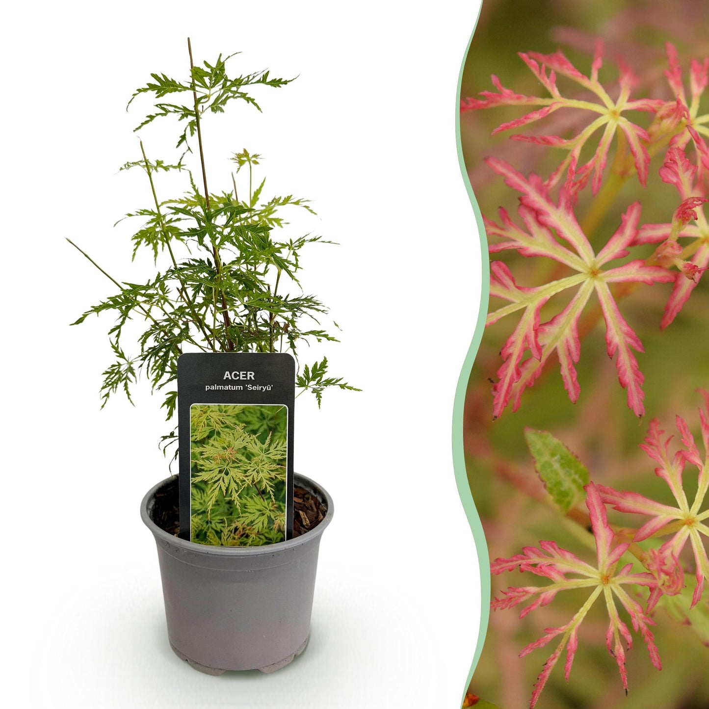 GreenboutiQ - Gartenpflanze - Acer palmatum Seiryu - Grün 1 Pflanze - Laubabwerfend - Wenig Pflege - Topf 12cm Höhe 35cm