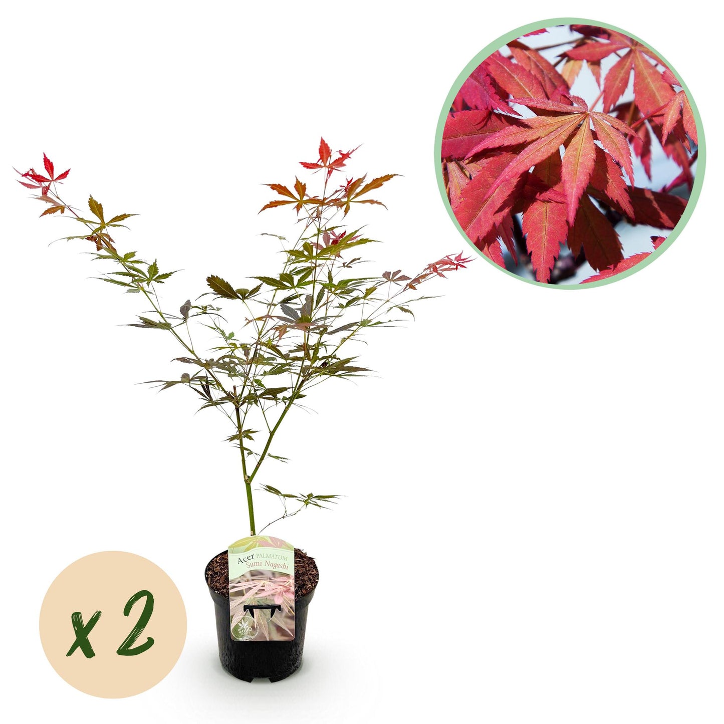 GreenboutiQ - Balkonpflanze - Japanischer Ahorn - Acer palmatum Sumi-nagashi - Rot - 2 Pflanzen - Laubabwerfend - Topf 19cm Höhe 70cm