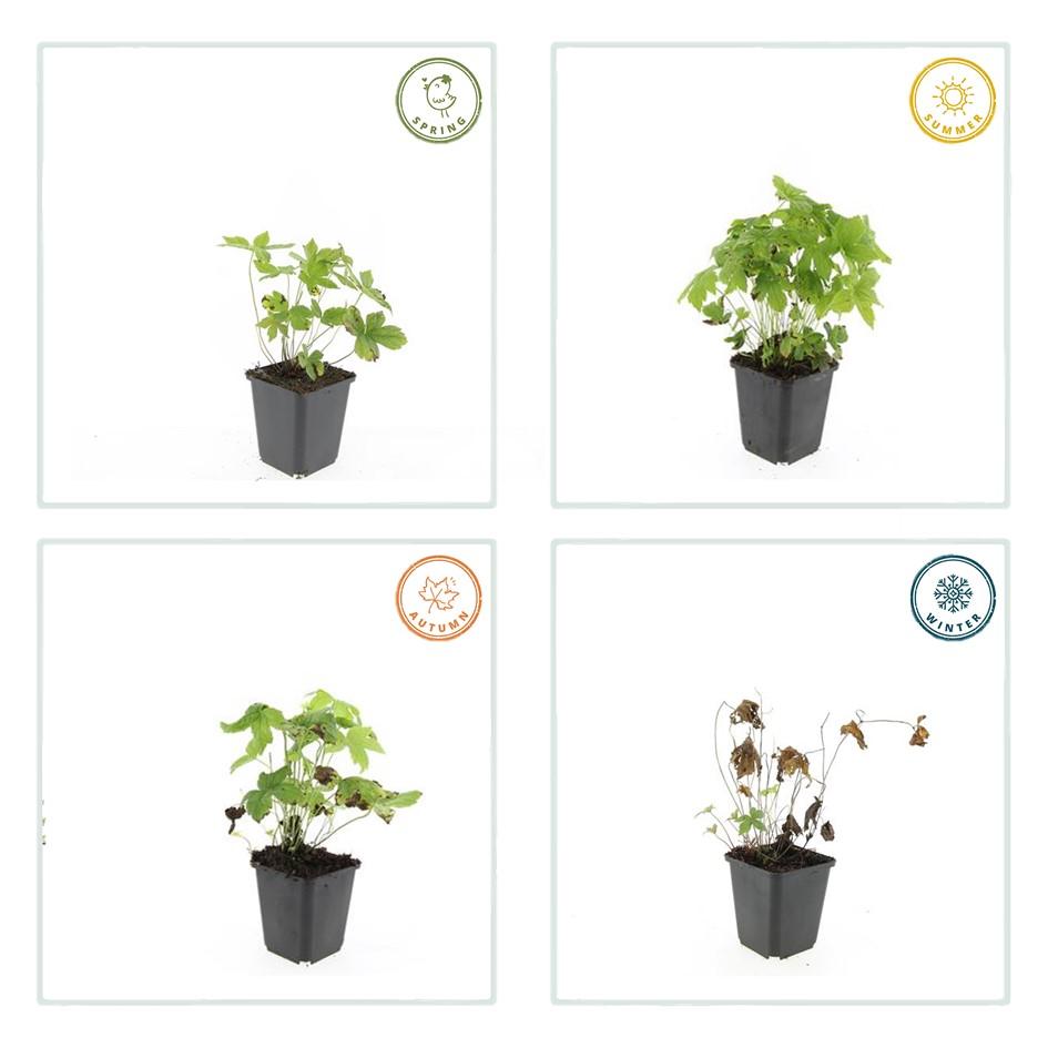 40x Geranium nodosum - ↕10-25cm - Ø9cm