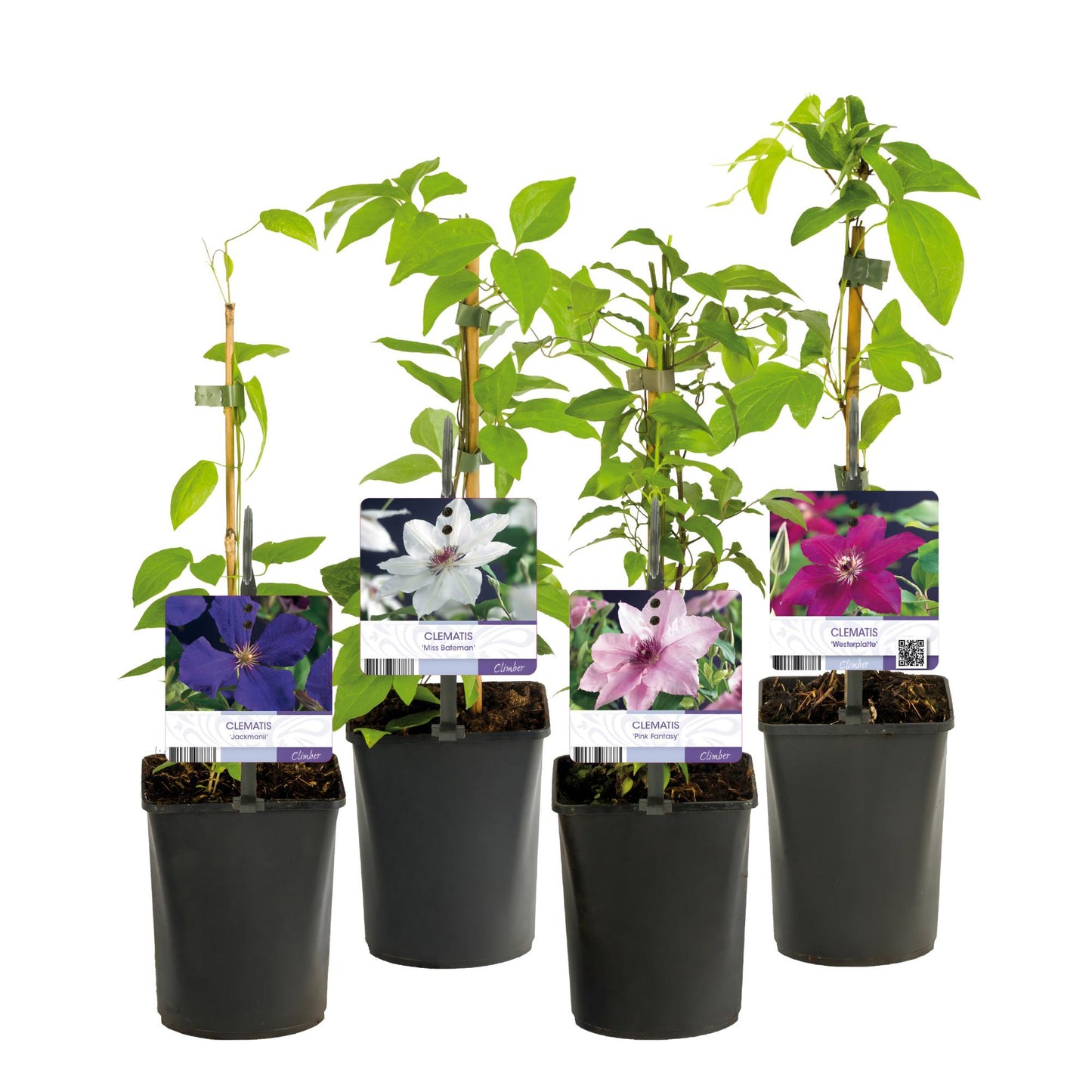 GreenboutiQ - Kletterpflanze - Clematis Rainbow - Blüte Rosa Weiß Lila Rot - Wenig Pflege - 4 Pflanzen - Topf 11cm Höhe 40cm
