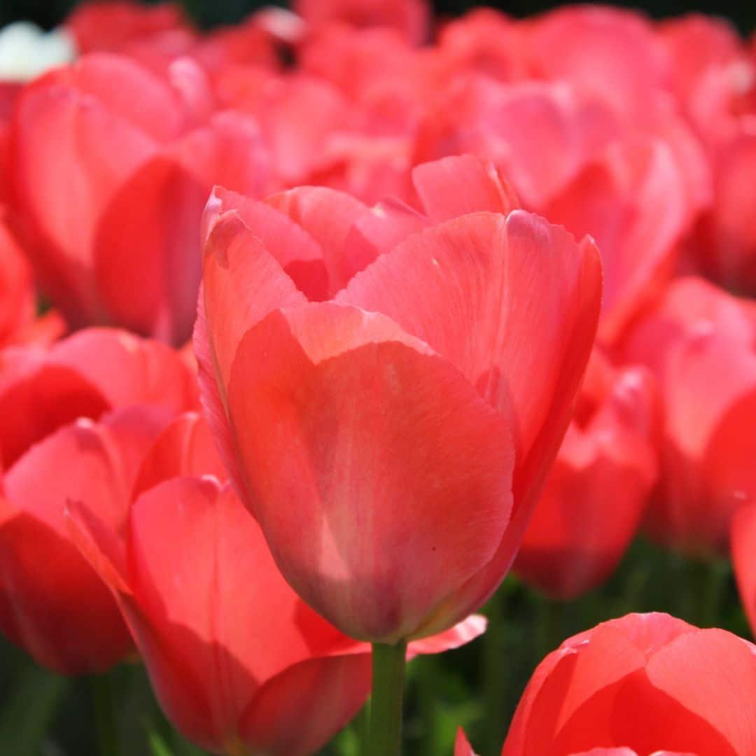 Flowerbulbs Amsterdam - Super Lasting Wild Mix - Nachhaltige Vorteilspackung, 100 Blumenzwiebeln f�r 2,5 m� Blumenpracht