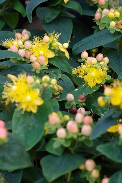 40x Hypericum inodorum 'Annebel' - ↕10-25cm - Ø9cm