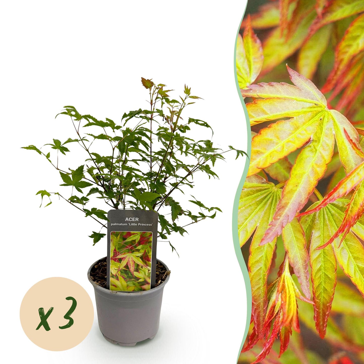GreenboutiQ - Gartenpflanze - Acer palmatum Little Princess - Grün - 3 Pflanzen - Laubabwerfend - Wenig Pflege - Topf 12cm Höhe 35cm