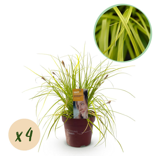 GreenboutiQ - Ziergräser - Carex oshimensis Everillo - Gelb - 4 Pflanzen - Immergrün - Wenig Pflege - Topf 17cm Höhe 50cm