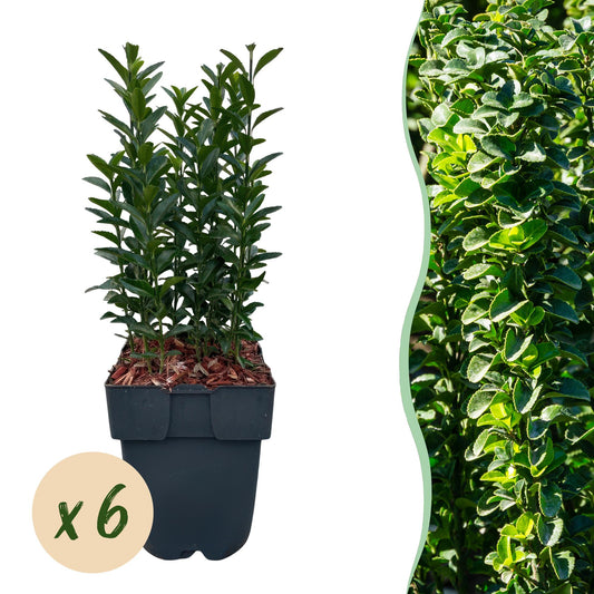 GreenboutiQ - Heckenpflanzen - Euonymus japonica Green Spire - Blatt grün - 6 Pflanzen - 1 laufender Meter - immergrün - Topf 17cm Höhe 40cm