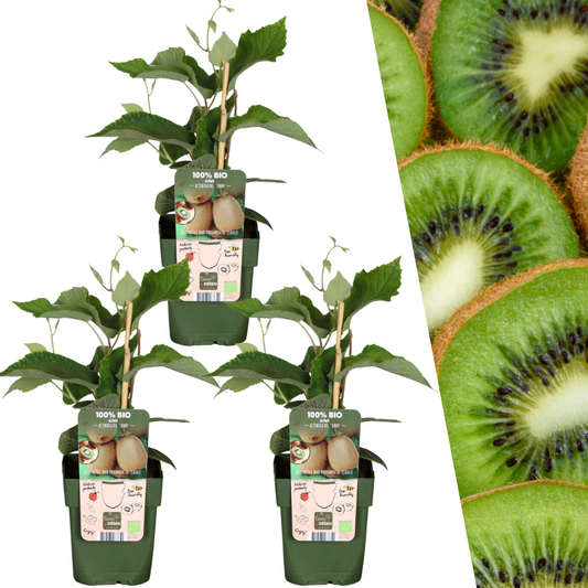3 x Bio-Kiwi-Pflanzen - Ø 13 cm - ↨ 20 cm
