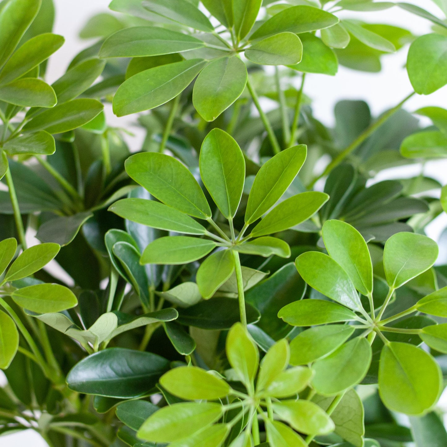 Schefflera Arab Nora mit Korb Sofia natur - 70cm - Ø21