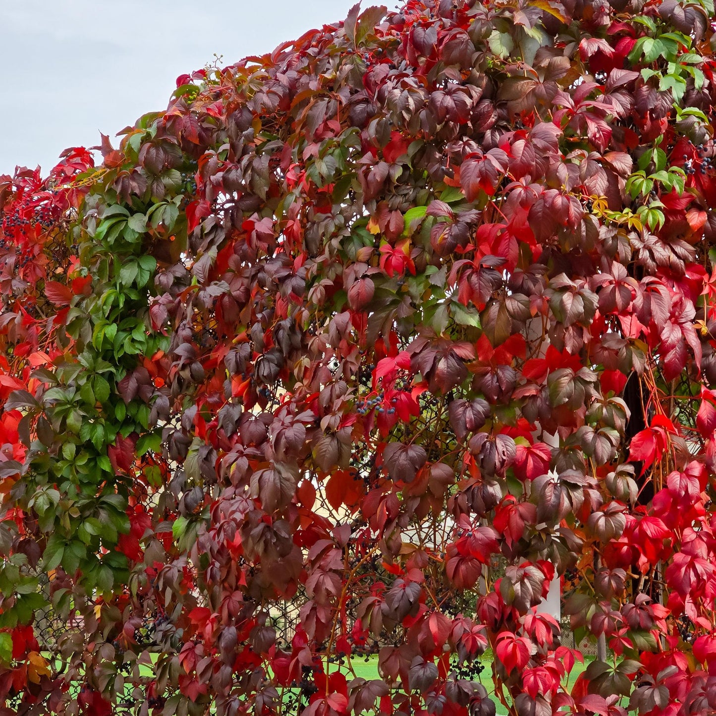 GreenboutiQ - Wilde Wein - Parthenocissus Engelmannii - Blatt Grün später Rot - Wenig Pflege - 2 Pflanzen - Topf 11cm Höhe 40cm