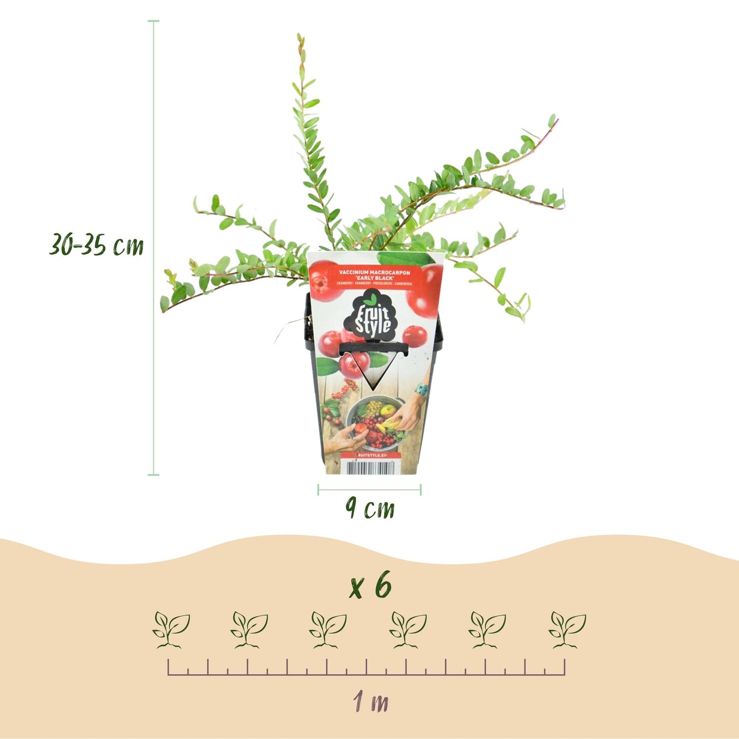 GreenboutiQ - Obstpflanzen - Blaubeere - Vaccinium macrophylla Early Black - Winterhart - 3 Pflanzen - Topf 9 cm - Dunkelrote Beere