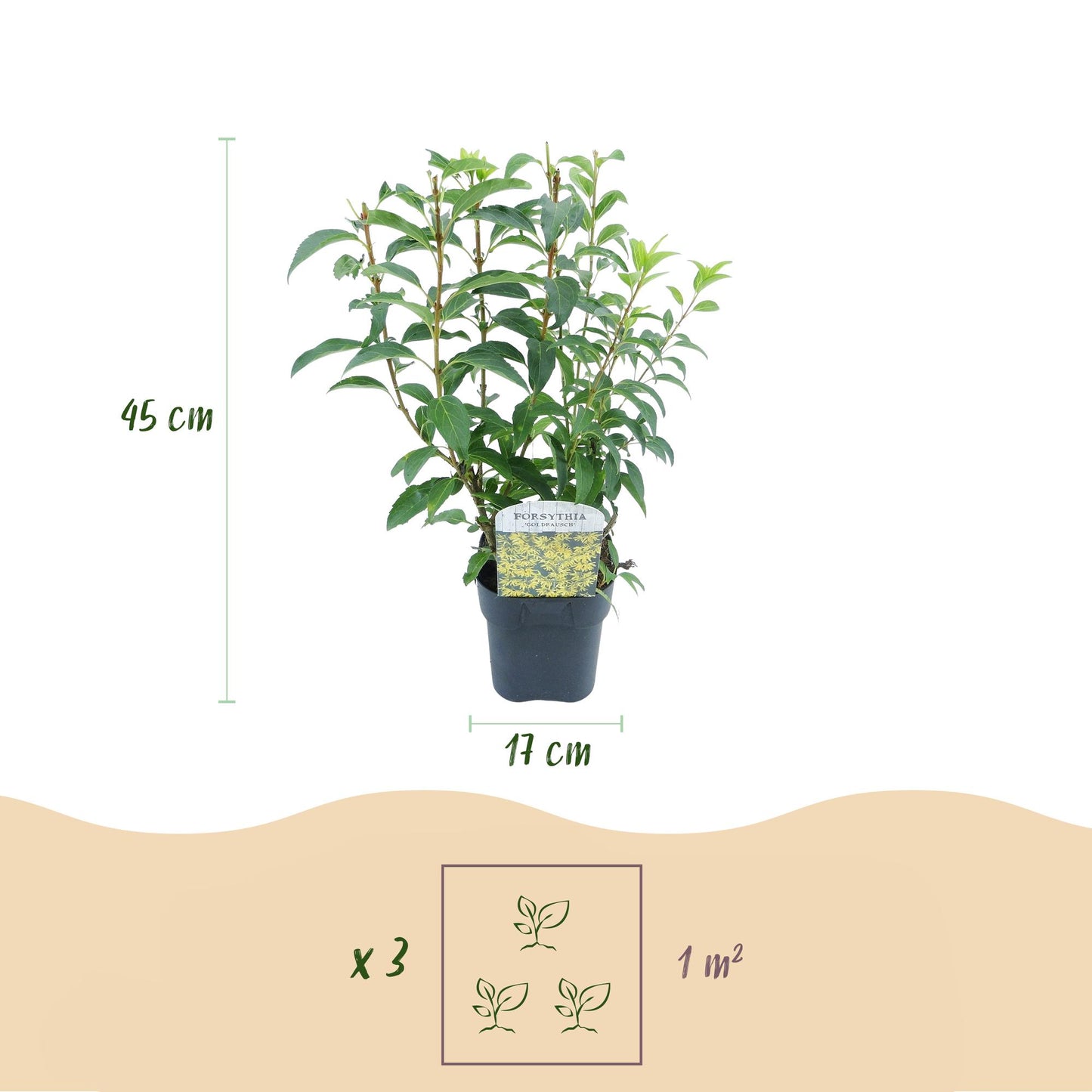 GreenboutiQ - Sträucher - Forsythia intermedia Goldrauch - Blüte Gelb - 1 Pflanze - Laubabwerfend - Wenig Pflege - Topf 17cm Höhe 45cm