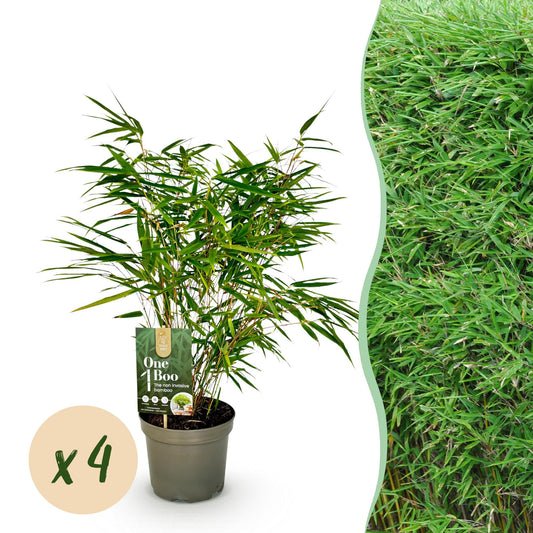 GreenboutiQ - Bambus - Fargesia rufa - Grün - 4 Pflanzen - Immergrün - Nicht Ausbreitend - Topf 17cm Höhe 60cm