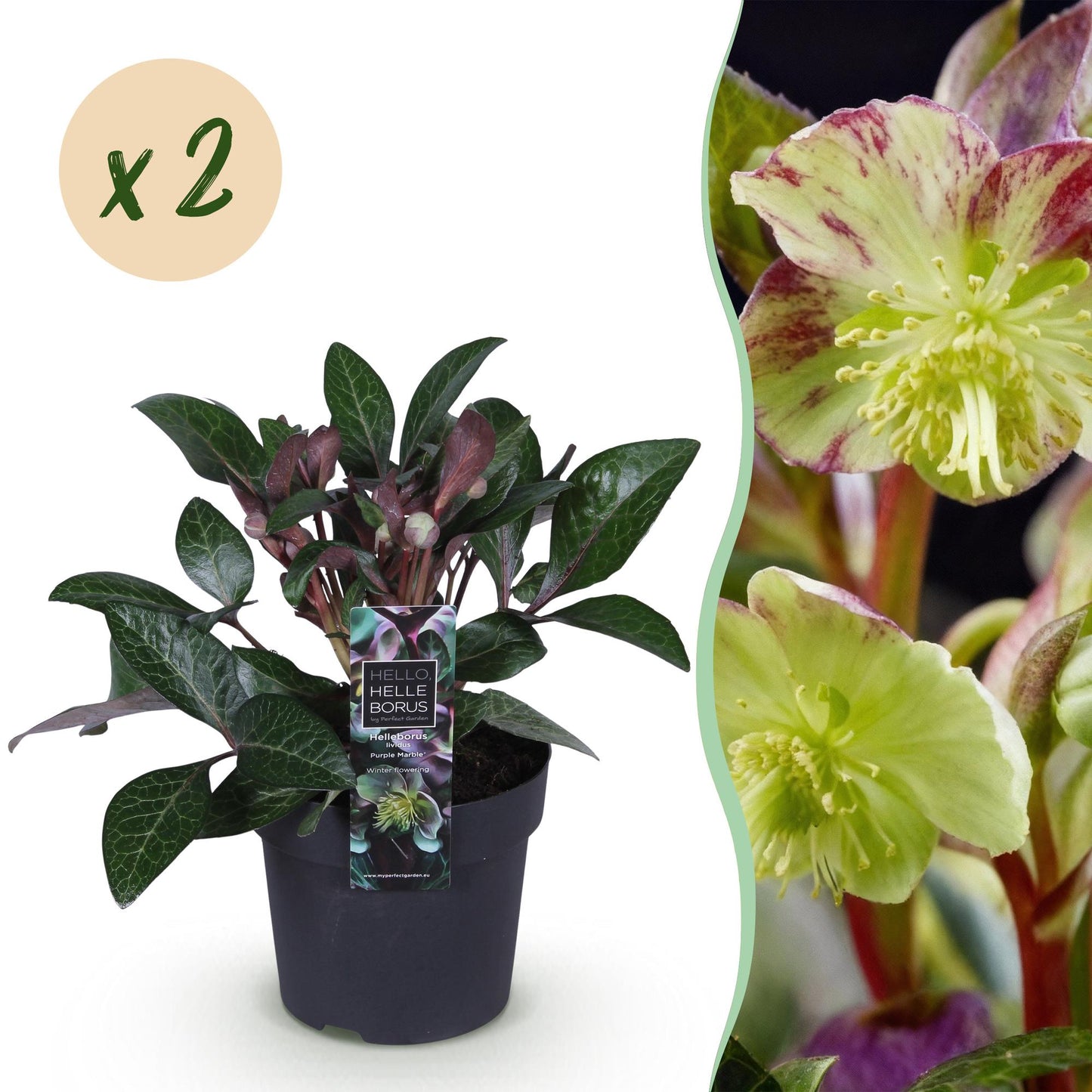 GreenboutiQ - Gartenpflanze - Lenzrose - Helleborus lividus Purple Marble - Lila Blüte - 2 Pflanzen - Immergrün - Topf 14cm Höhe 35cm