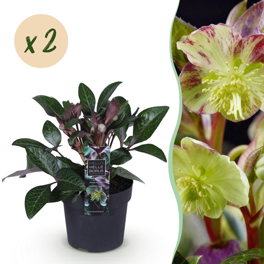 GreenboutiQ - Gartenpflanze - Lenzrose - Helleborus lividus Purple Marble - Lila Blüte - 2 Pflanzen - Immergrün - Topf 14cm Höhe 35cm