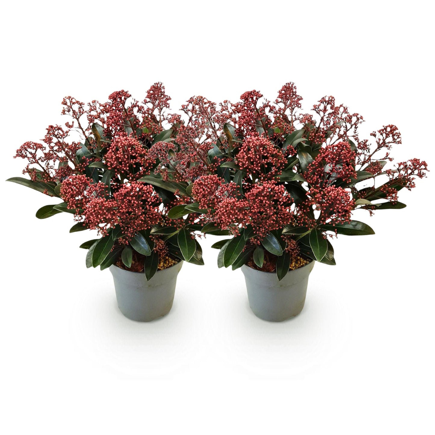 GreenboutiQ - Terrassenpflanze - Skimmia japonica Rubella - Blüte Rot - 15+ Blumen - 2 Pflanzen - Winterhart - Topf 15cm Höhe 30cm