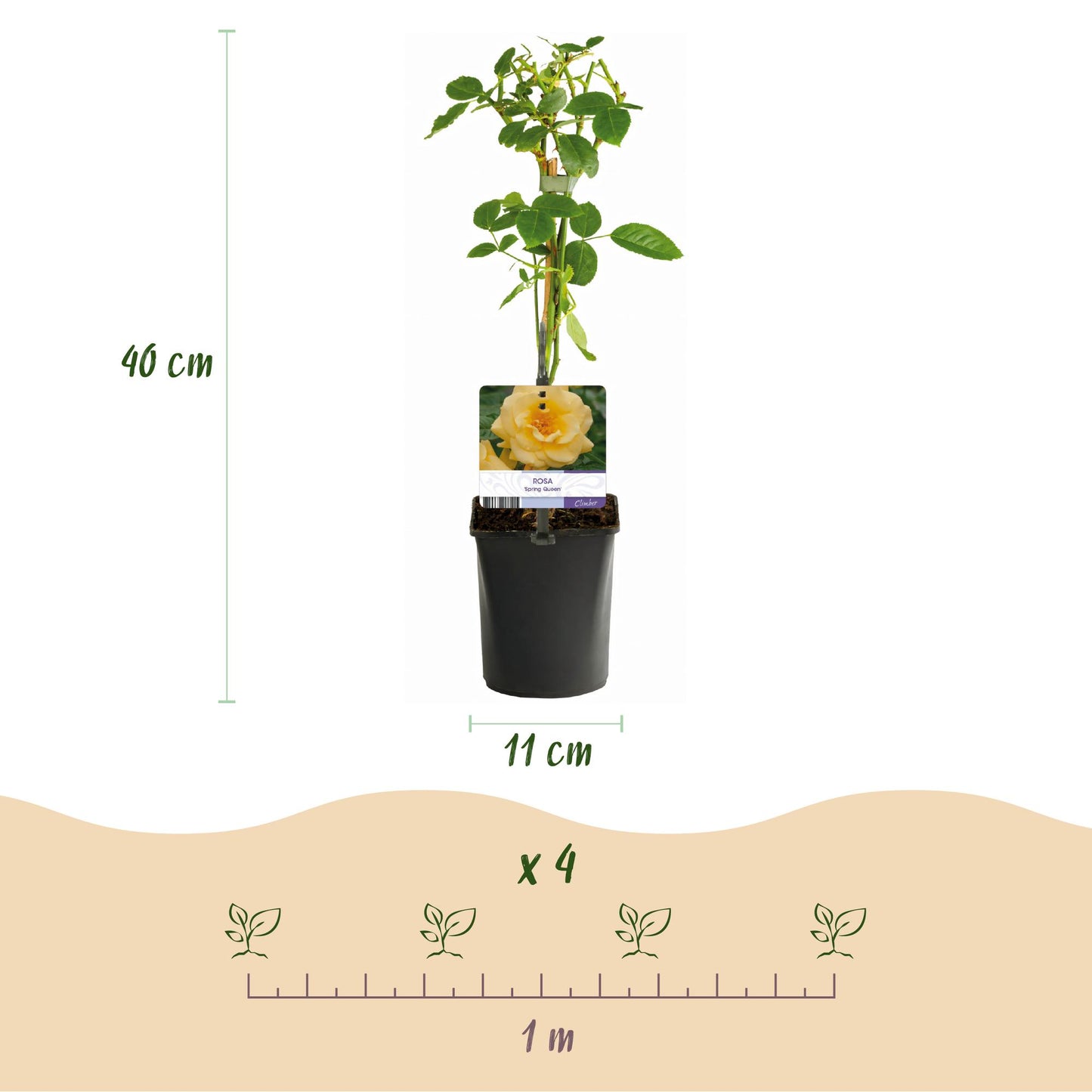 GreenboutiQ - Kletterrose - Rosa Spring Queen - Blüte Gelb - Pflegeleicht - 2 Pflanzen - Topf 11cm Höhe 40cm