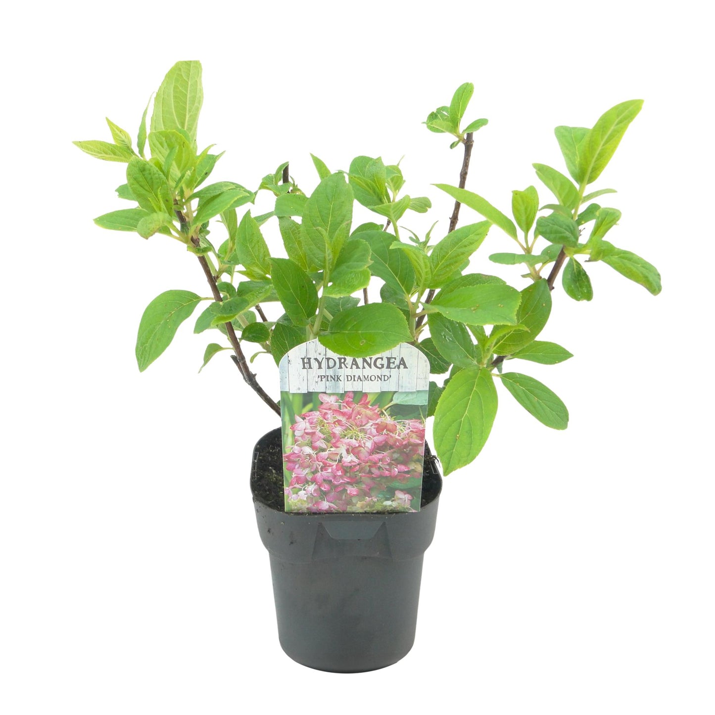 GreenboutiQ - Rispenhortensie - Hydrangea panniculata Pink Diamond - Blüte Weiß Rosa - 3 Pflanzen - 1 m2 - Laubabwerfend - Große Blüten - Topf 17cm Höhe 50cm