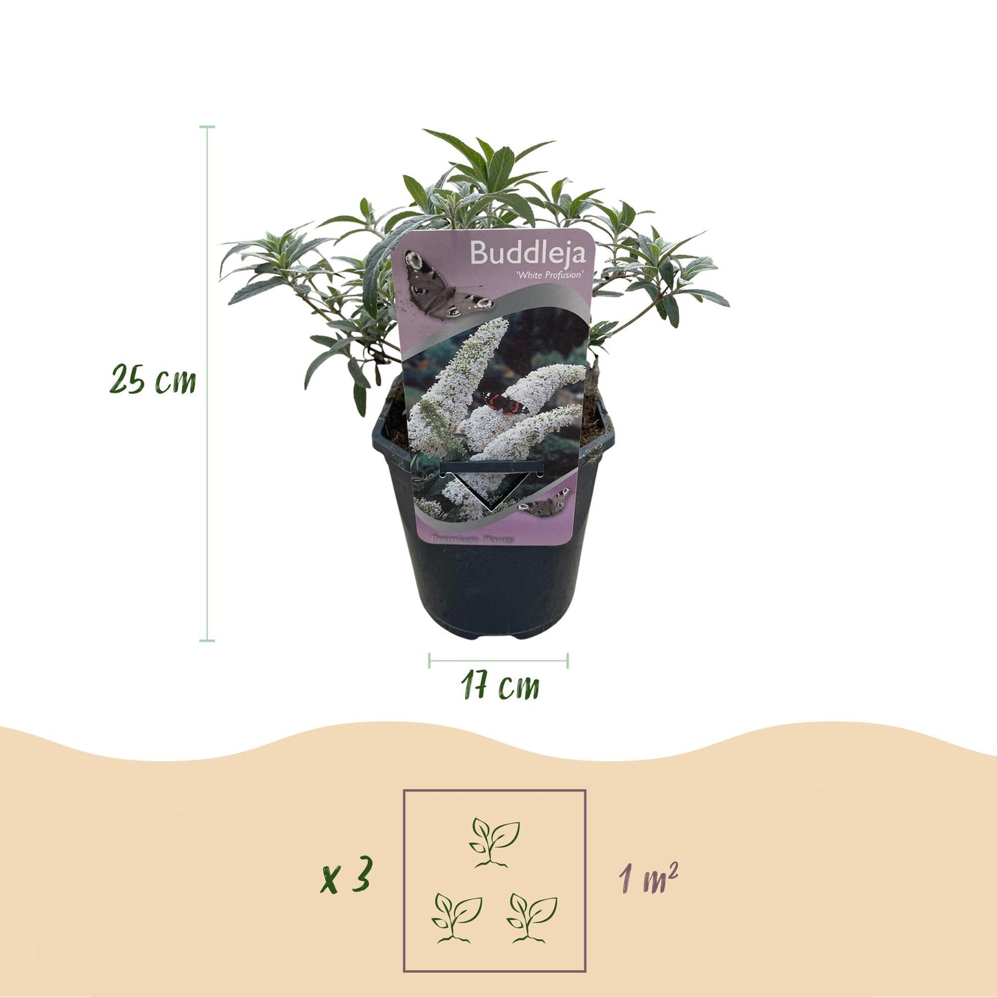 GreenboutiQ - Schmetterlingsstrauch - Buddleja davidii White Profusion - Blüte Weiß - 1 Pflanze - Laubabwerfend - Schmetterlingsanziehend - Topf 17cm Höhe 25cm