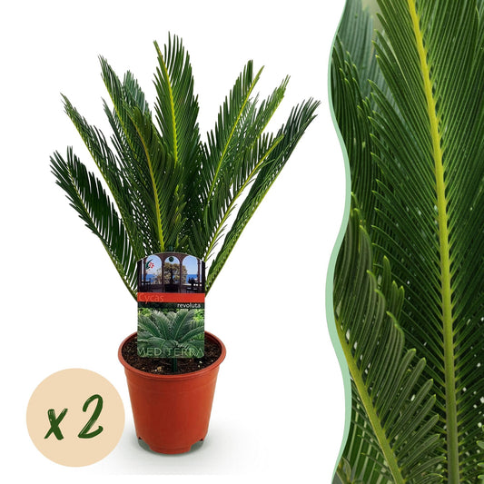 Green boutiQ - Zimmerpflanze - Cycas revoluta - Palmenfarn - Wenig Pflege - Grün - 2 - Topf 14cm - Höhe 45cm