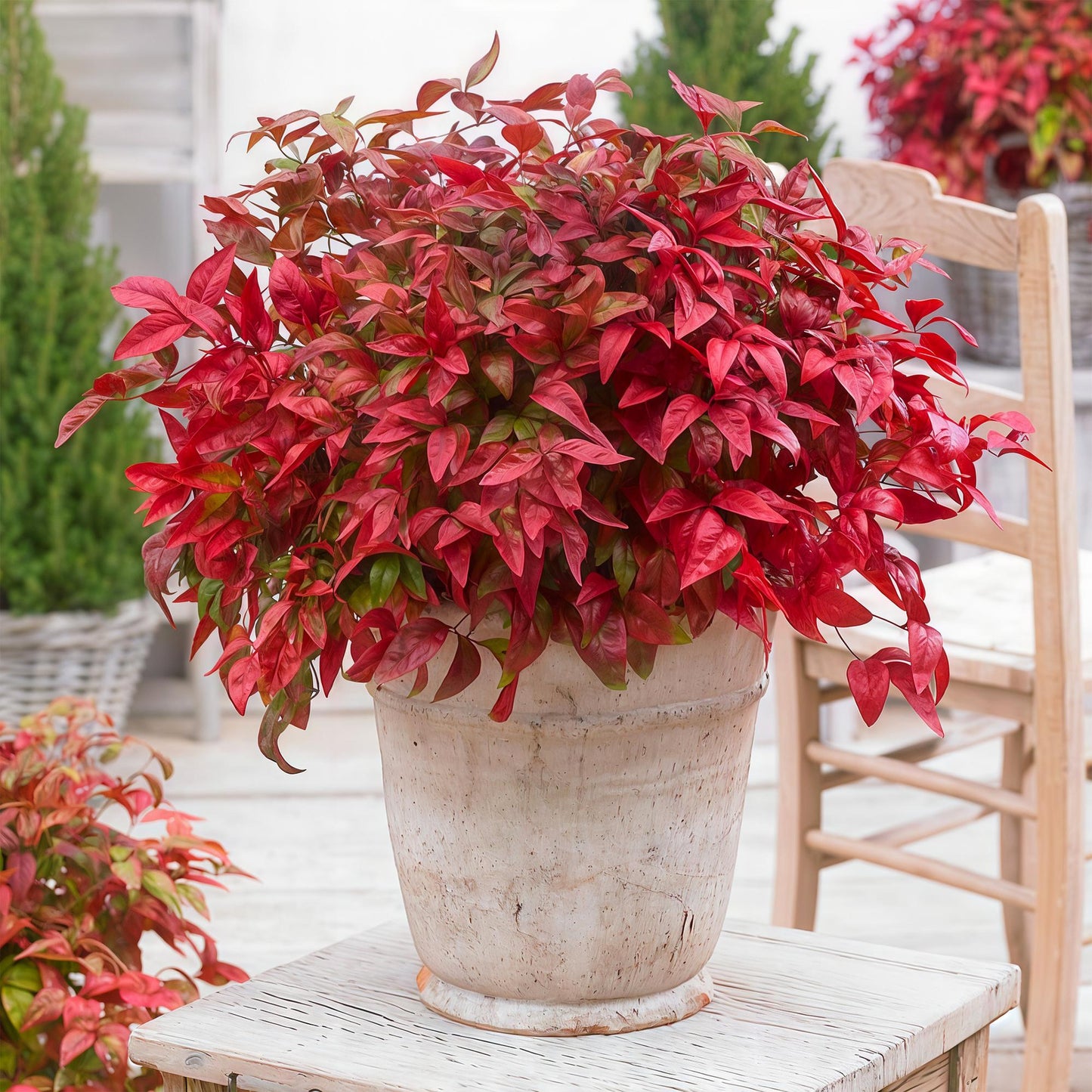 GreenboutiQ - Gartenpflanze - Nandina Blush Pink - Dunkelrosa - 2 Pflanzen - Immergrün - Pflegeleicht - Topf 17cm Höhe 40cm