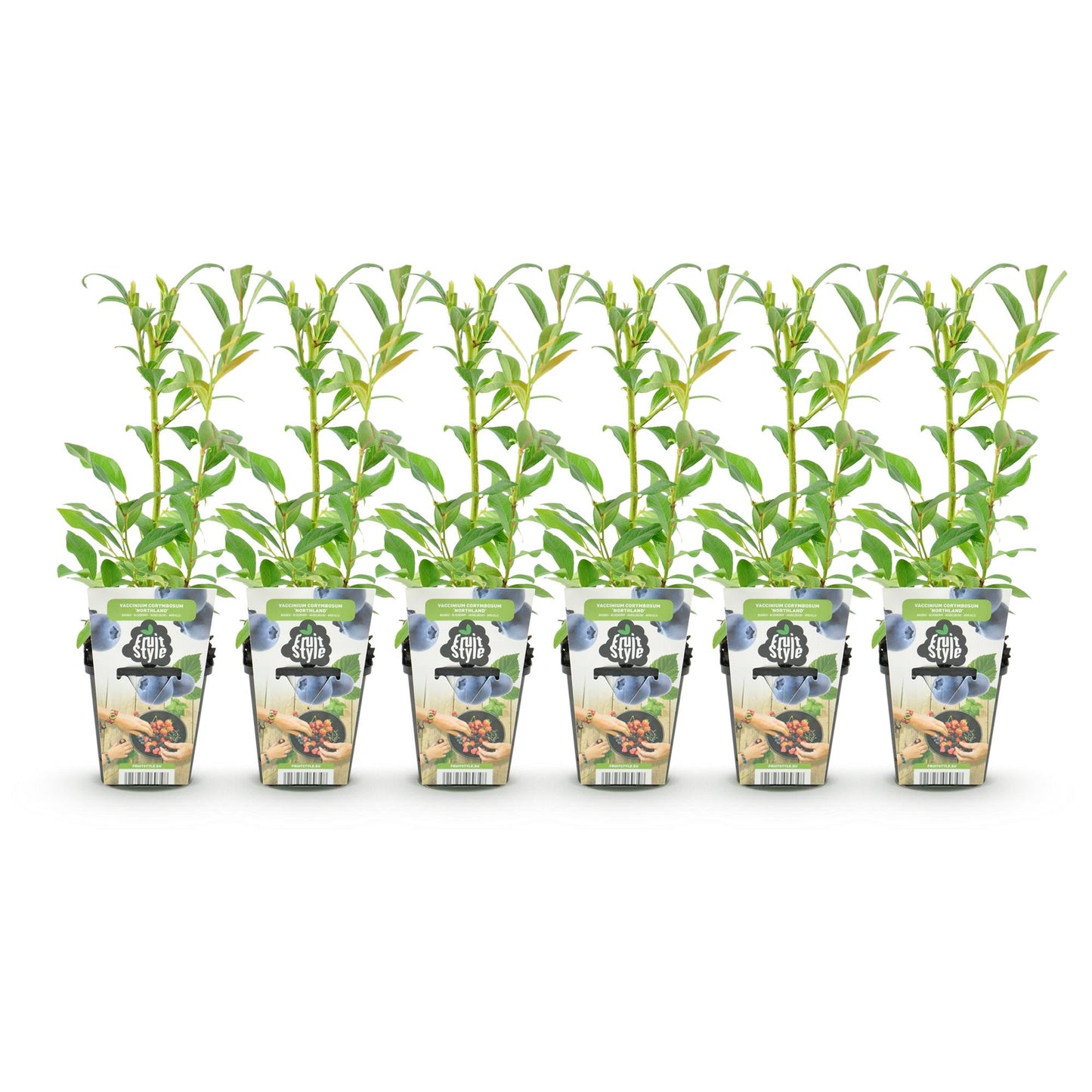 GreenboutiQ - Obstpflanzen - Blaubeere - Vaccinium corymbosum Northland - Winterhart - 6 Pflanzen - Topf 9 cm - Blaubeere