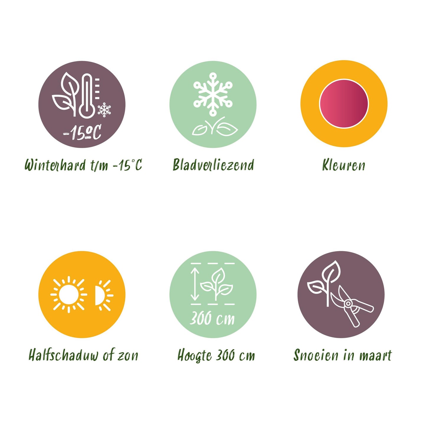 GreenboutiQ - Balkonpflanze - Japanischer Ahorn - Acer palmatum Phoenix - Rosa - 1 Pflanze - Laubabwerfend - Topf 19cm Höhe 70cm