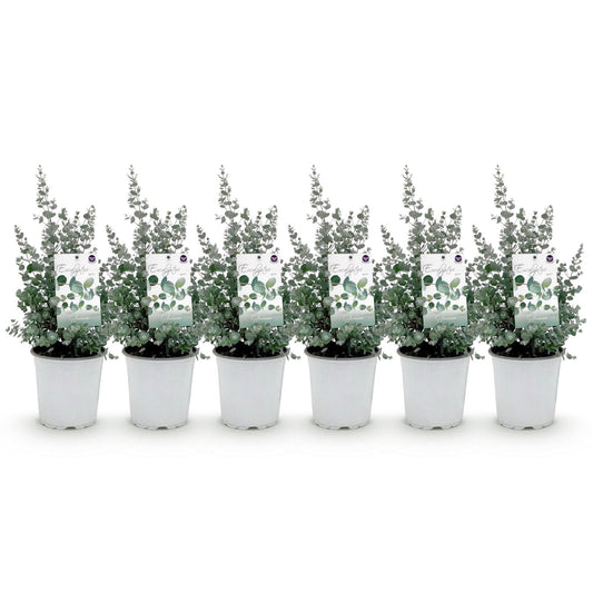 GreenboutiQ - Terrassenpflanze - Eukalyptusbaum - Eukalyptus gunnii - Grau - 6 Pflanzen - Winterhart - Topf 17cm Höhe 40cm