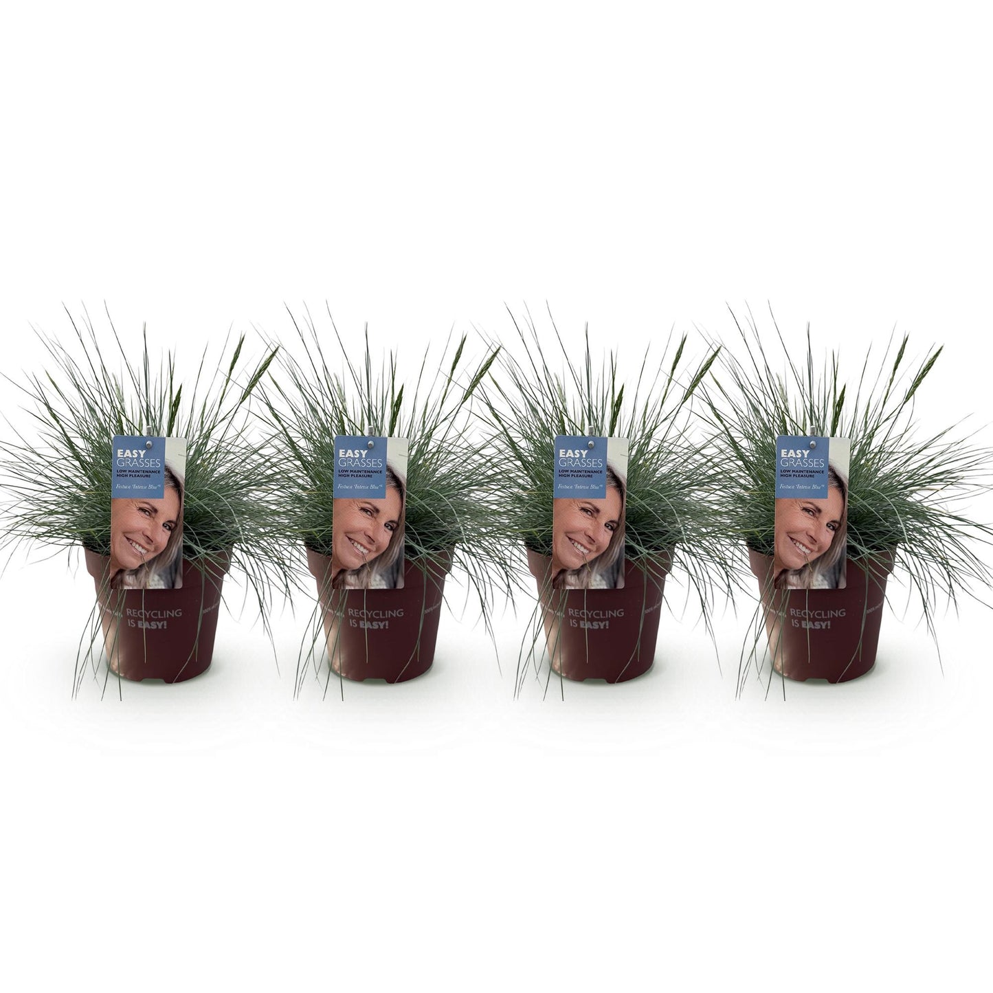 GreenboutiQ - Ziergräser - Festuca glauca Intense Blue - Blau - 4 Pflanzen - Immergrün - Wenig Pflege - Topf 17cm Höhe 50cm