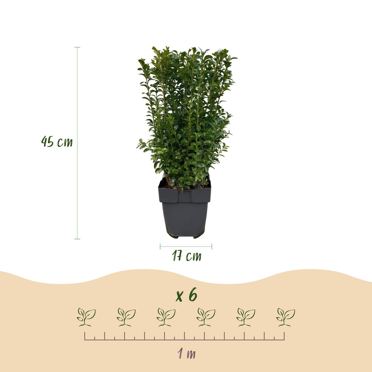 GreenboutiQ - Heckenpflanzen - Buxus sempervirens - Blatt grün - 6 Pflanzen - 1 laufender Meter - immergrün - Topf 17cm Höhe 45cm