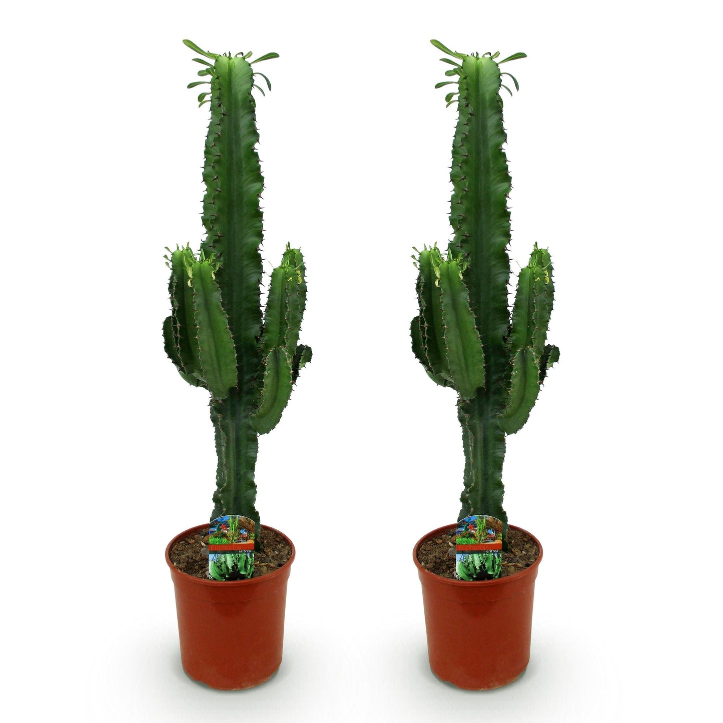 Green boutiQ - Zimmerpflanze - Euphorbia eritrea - Afrikanischer Milchbaum - Wenig Pflege - Grün - 2 - Topf 19cm - Höhe 70cm