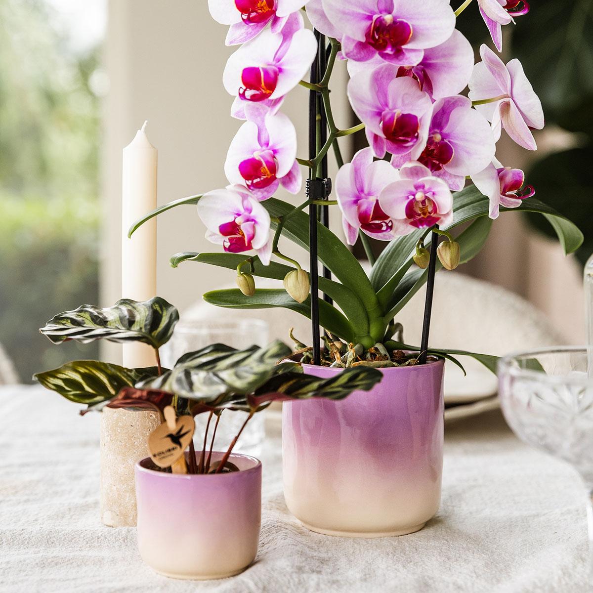 Kolibri Home | Gradience Übertopf - Pink - Ø9cm