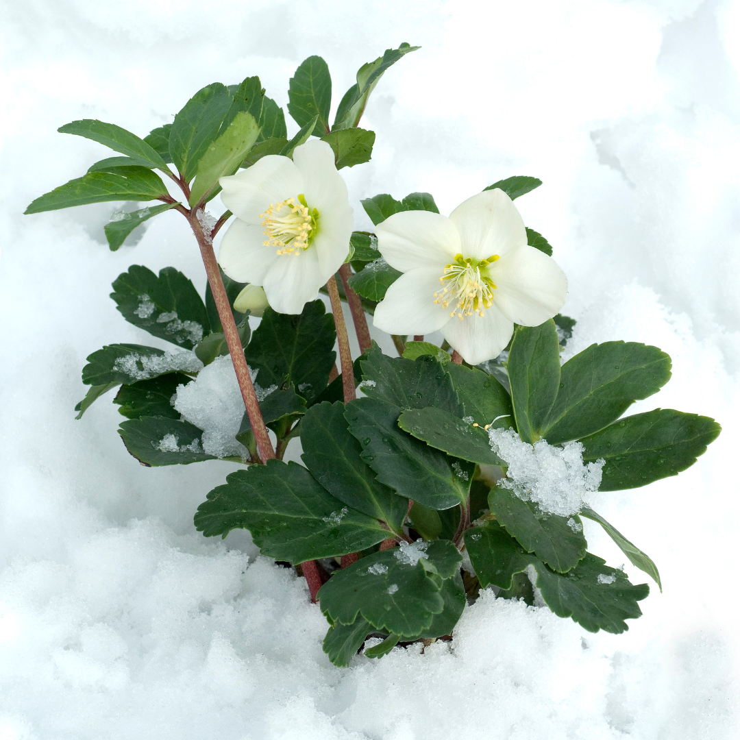 6 x Helleborus niger 'Christmas Carol' Pflanzen | Ø 12 cm | ↕ 20 cm