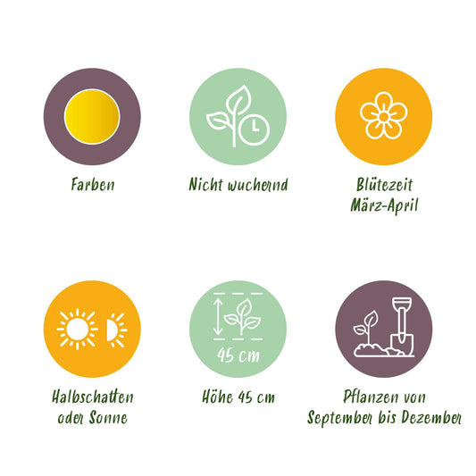 GreenboutiQ - Blumenzwiebeln - Narcis Tete-A-Tete - Farbe Gelb - 50 Stück - Zwiebelgröße 10/12
