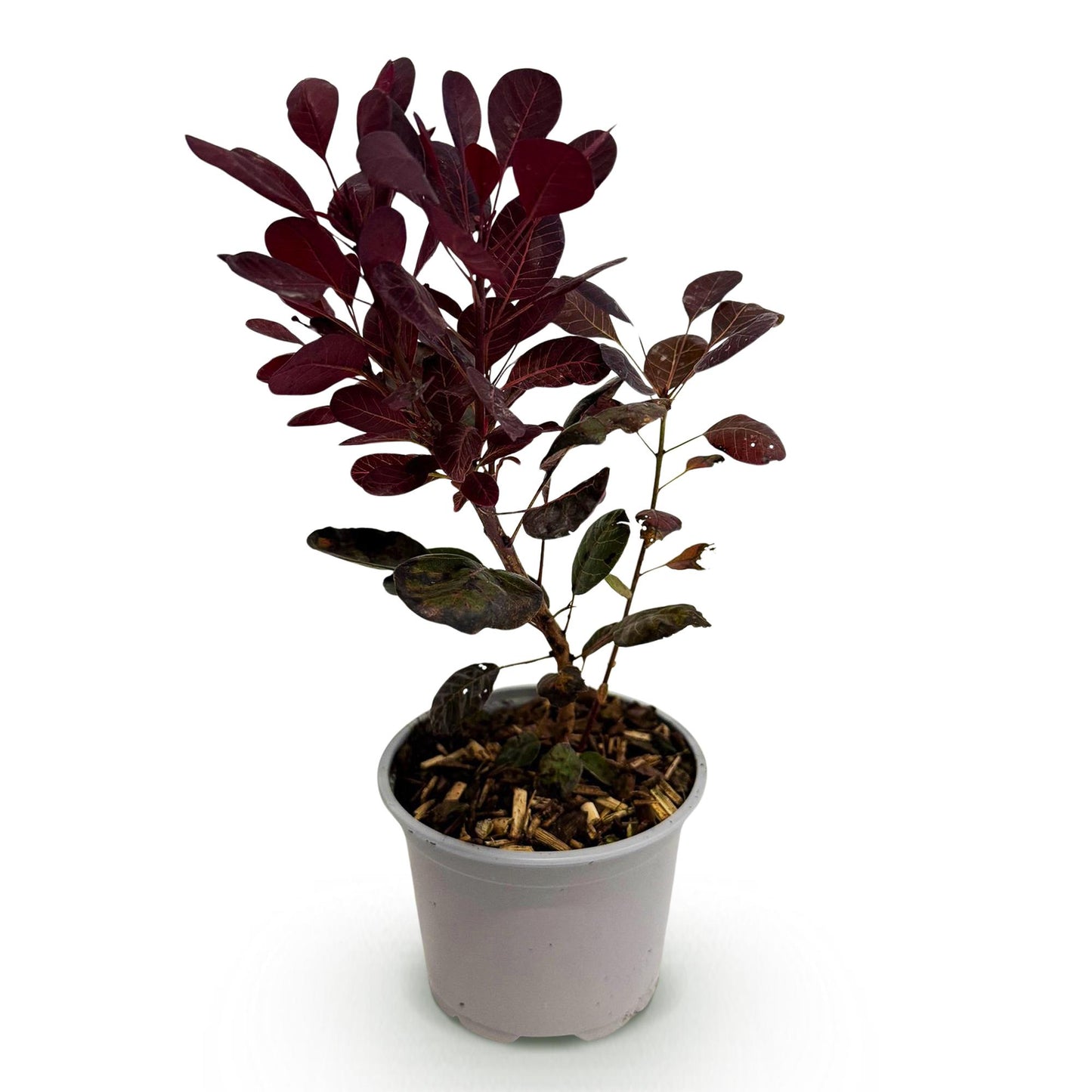GreenboutiQ - Gartenpflanze - Cotinus coggyria Lilla - Lila 1 Pflanze - Laubabwerfend - Wenig Pflege - Topf 12cm Höhe 35cm