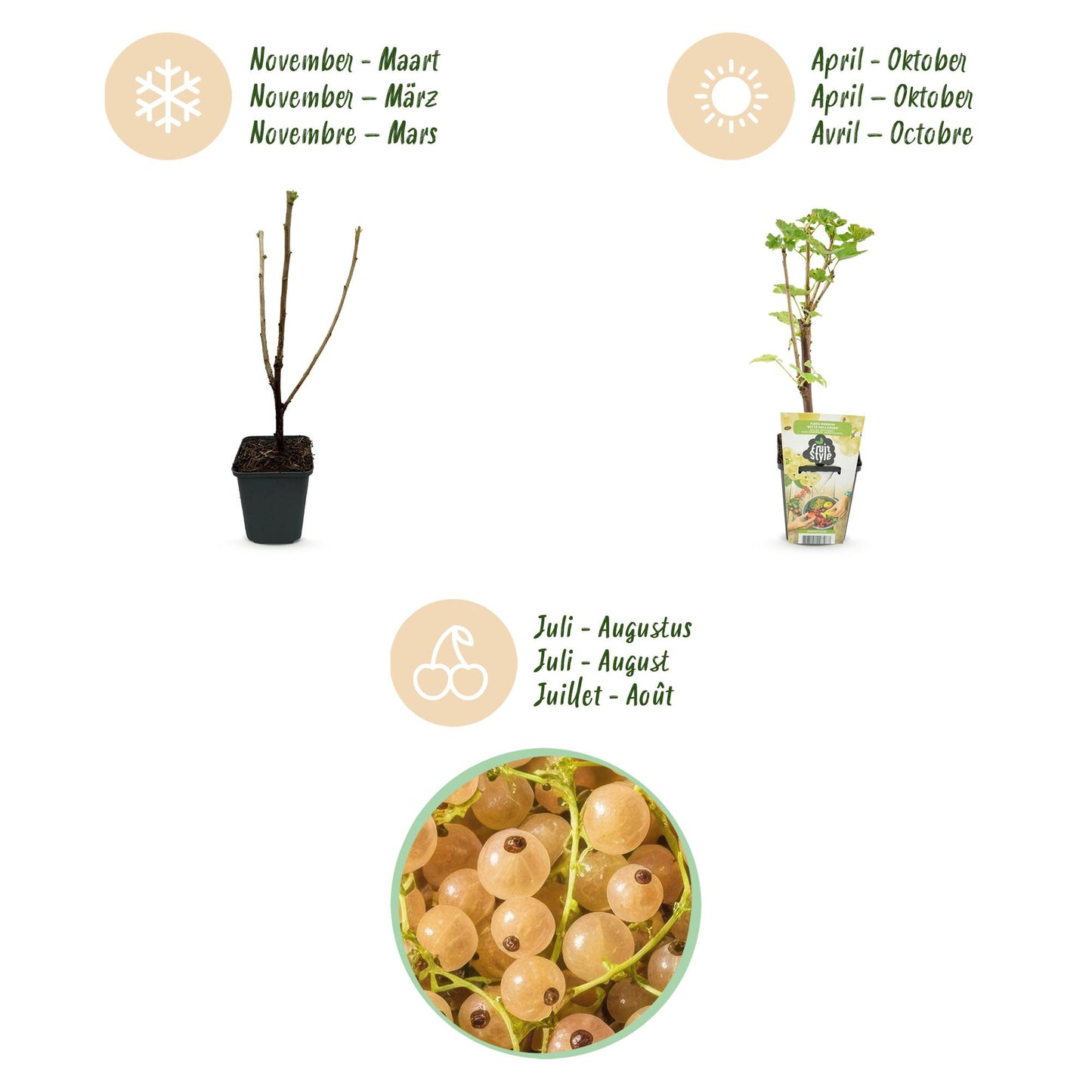 GreenboutiQ - Obstpflanzen - Witte Bes - Ribes rubrum Witte Hollander - Winterhart - 3 Pflanzen - Topf 9 cm - Witte Bes