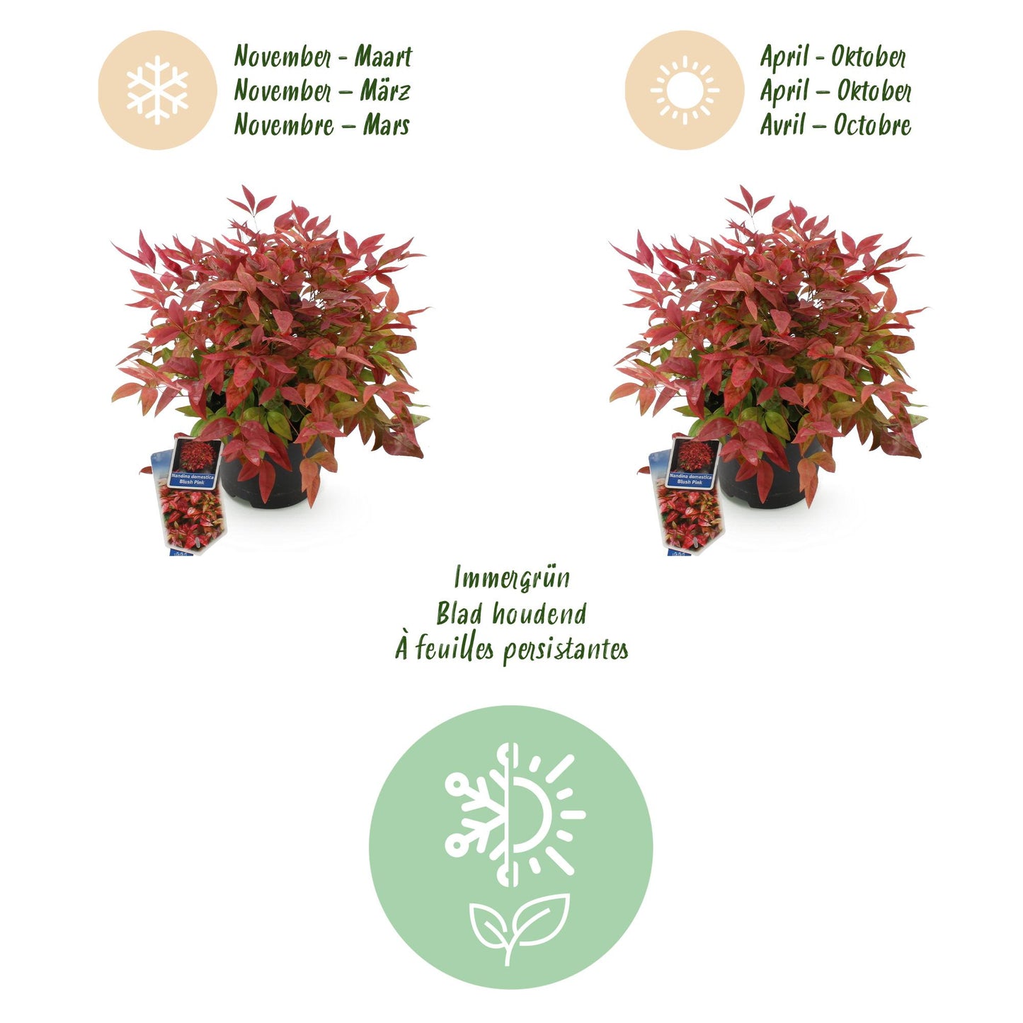 GreenboutiQ - Gartenpflanze - Nandina Blush Pink - Dunkelrosa - 2 Pflanzen - Immergrün - Pflegeleicht - Topf 17cm Höhe 40cm