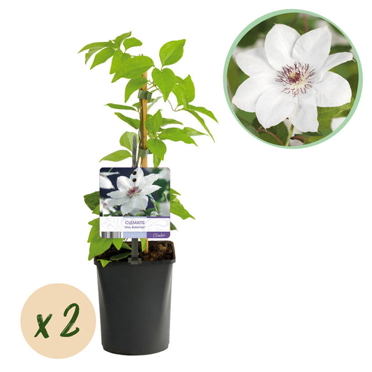 GreenboutiQ - Kletterpflanze - Clematis Miss Bateman - Blüte Rosa - Wenig Pflege - 2 Pflanzen - Topf 11cm Höhe 40cm